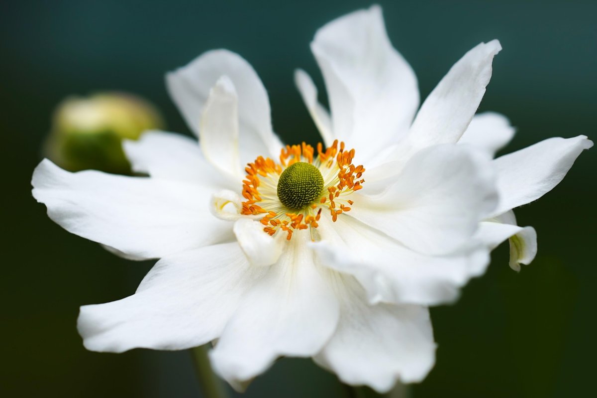 Salma et l'anémone nemorosa