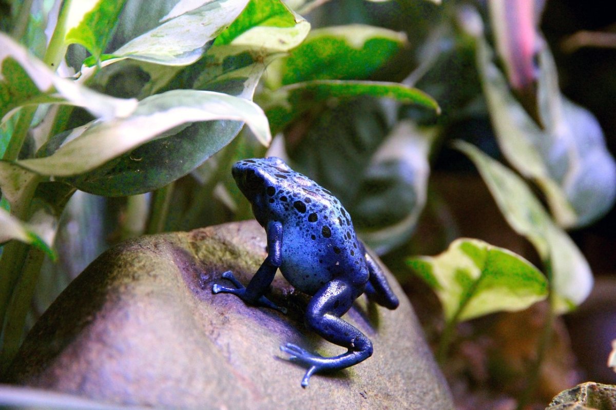 Sagesse dendrobate