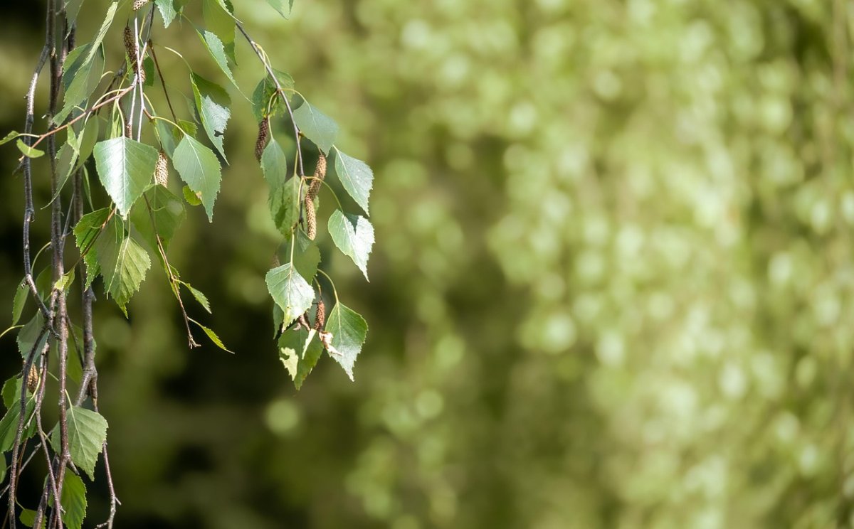 Bouleau, un arbre sacré