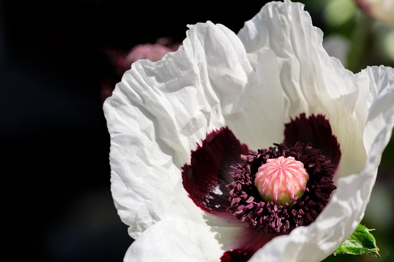 Le pavot d’Orient, la fleur qui ouvre les portes de l’âme 