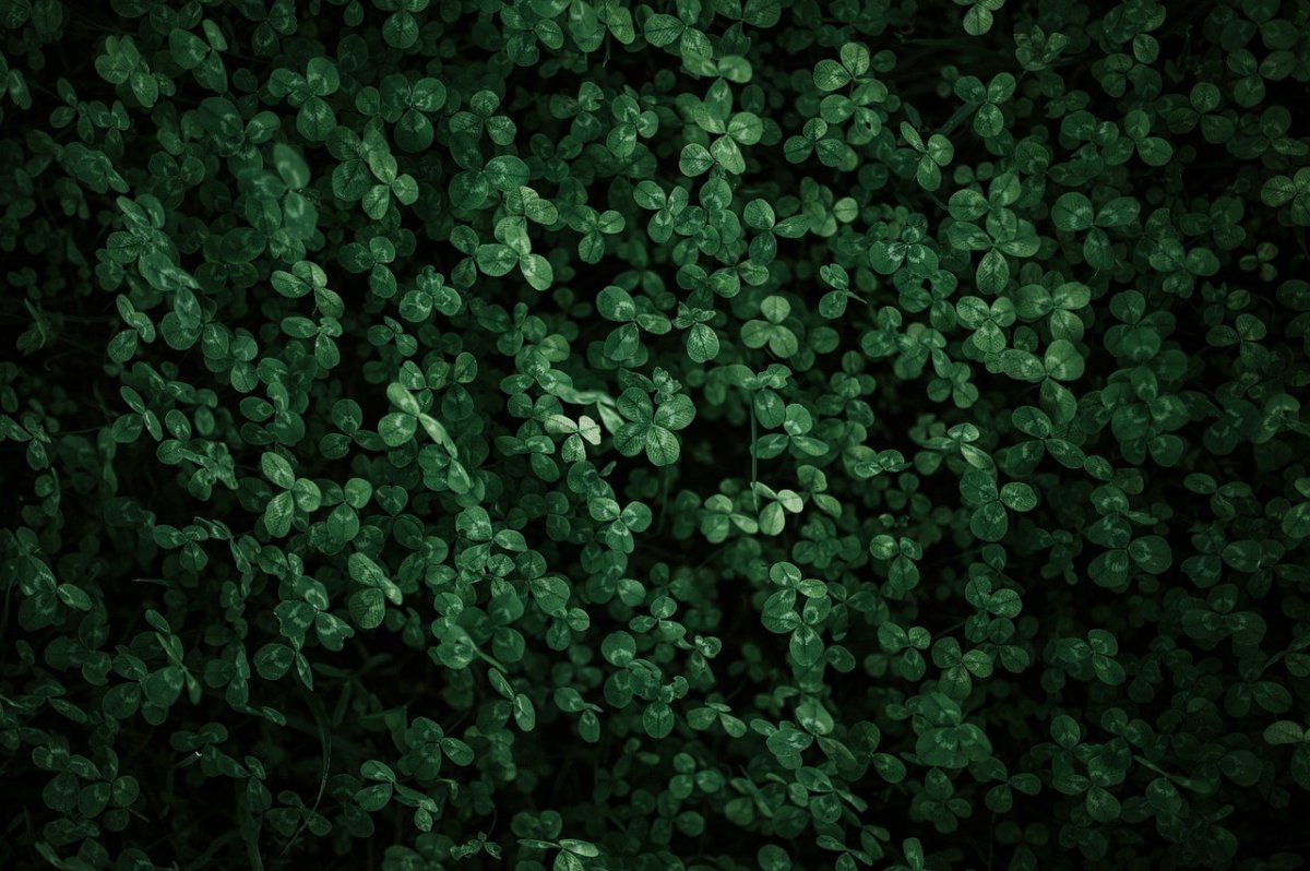 Au-delà de ses propriétés apaisantes sur les sphères digestive, respiratoire et cutanée, le trèfle est aussi réputé pour soutenir la fertilité des femmes. En version celte, le trèfle est considéré comme une plante sacrée représentant l’équilibre entre les éléments.